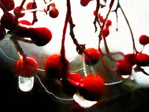 Lush Berries